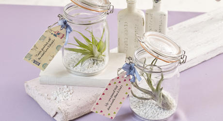 gift plants