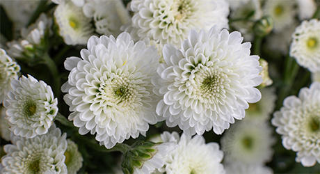 Santini & Chrysanthemum Flowercards & Gifts