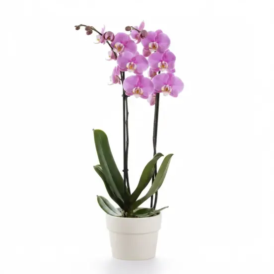 Raspberry Ripple  Twin-Spiked Potted Orchid
