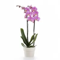 Raspberry Ripple  Twin-Spiked Potted Orchid