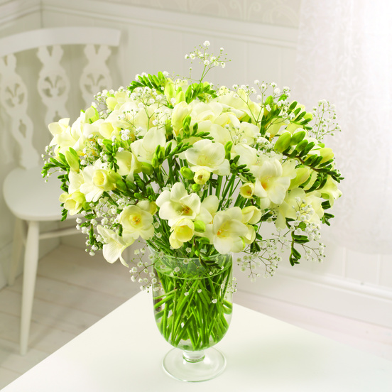 Heaven Scent White Freesia