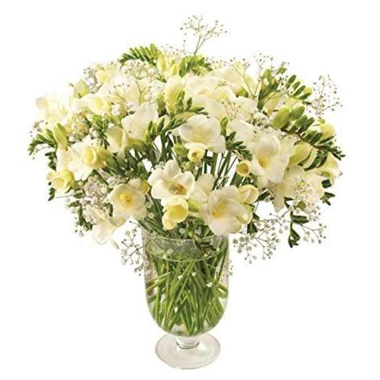 Heaven Scent White Freesia