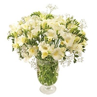 Heaven Scent White Freesia