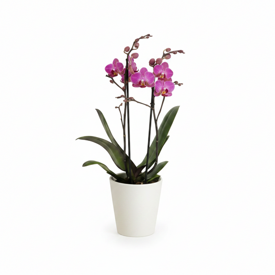 Black Cherry Twin-Spiked Potted Orchid