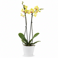 Lemon Sorbet Twin-Spiked Potted Orchid
